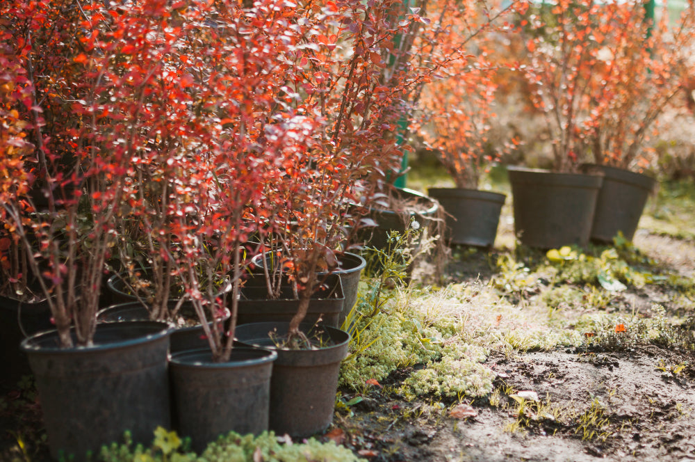 Shrubs - Deciduous