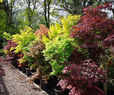 Acers / Japanese Maples
