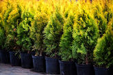 Shrubs - Evergreen