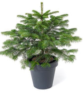 Abies nordmanniana