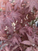 Acer palmatum ‘Bloodgood’