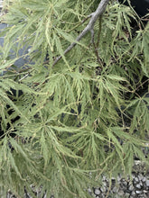 Acer palmatum ‘Dissectum’