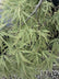 Acer palmatum ‘Dissectum’