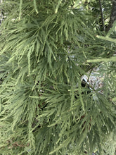 Acer palmatum ‘Emerald Lace’