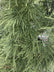 Acer palmatum ‘Emerald Lace’
