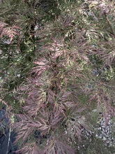 Acer palmatum ‘Dissectum Garnet’