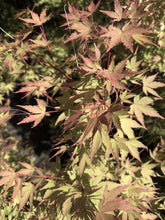 Acer palmatum ‘Orange Dream’