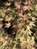 Acer palmatum ‘Orange Dream’