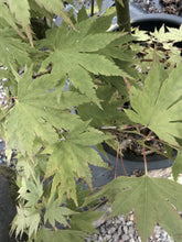 Acer palmatum ‘Osakazuki’