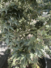 Acer palmatum 'Shishi-gashira'