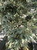 Acer palmatum 'Shishi-gashira'