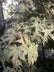 Acer palmatum ‘Atropurpureum’