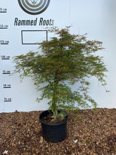 Acer palmatum ‘Emerald Lace’