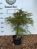 Acer palmatum ‘Emerald Lace’