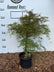 Acer palmatum