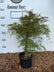 Acer palmatum ‘Emerald Lace’