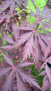 Acer palmatum Black Lace