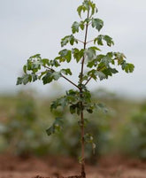 Acer campestre - Field Maple - Bareroot