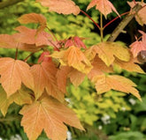 Acer pseudoplatanus - Sycamore - Bareroot