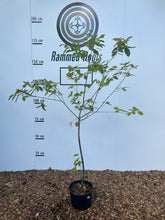 Amelanchier lamarckii