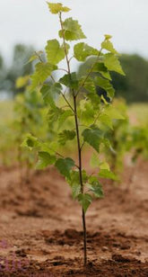Betula pendula - Silver Birch - Bareroot