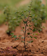Betula pubescens - Downy Birch - Bareroot