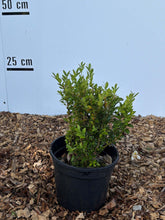Buxus sempervirens