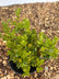 Buxus sempervirens