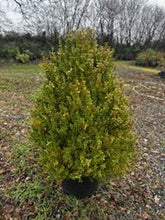 Camellia sasanqua