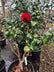 Camellia sasanqua