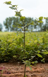 Carpinus betulus - Hornbeam - Bareroot