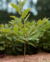 Castanea sativa - Sweet Chestnut - Bareroot