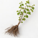 Corylus avellana - Cobnut