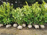 Prunus laurocerasus