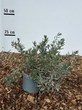 Convolvulus cneorum