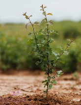 Crataegus monogyna - Hawthorn - Bareroot