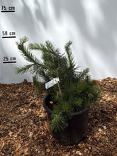Dwarf mugo Pimlico