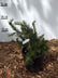 Dwarf mugo Pimlico