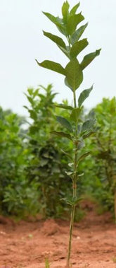 Euonymus europaeus - Spindle - Bareroot