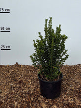 Euonymus jean Hughes