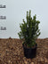 Euonymus jean Hughes