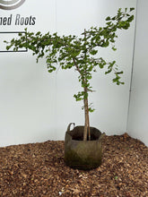 Ginko Bilobar