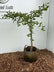 Ginko Bilobar