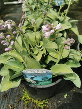 Hosta ‘Blue Mouse Ears’