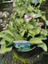 Hosta ‘Blue Mouse Ears’