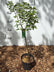 Laburnum anagyroides