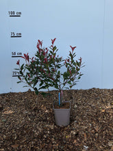 Photinia fras