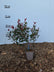 Photinia fras