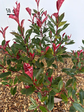 Photinia fras