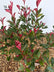 Photinia fras